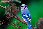 Beautiful Bird