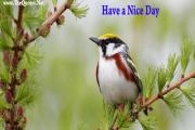 Have a Nice Day