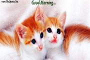 Cute Cats