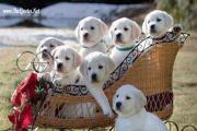 Group of Cute Dogs
