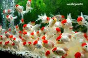 Colorful Fishes