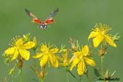 Flower with bee