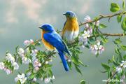 Birds
