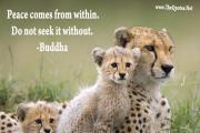 Buddha Quote about Peace