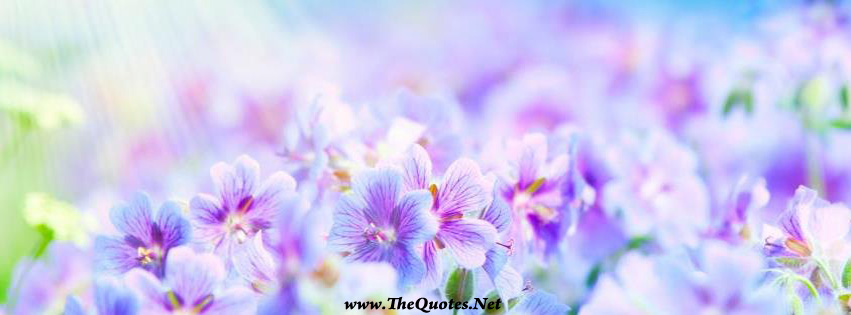 facebook covers flowers and quotes